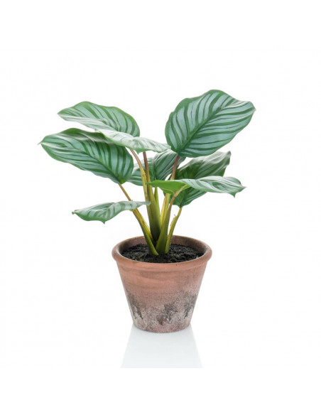 Emerald Calathea Orbifolia Artificiale Terra 32 cm in Vaso