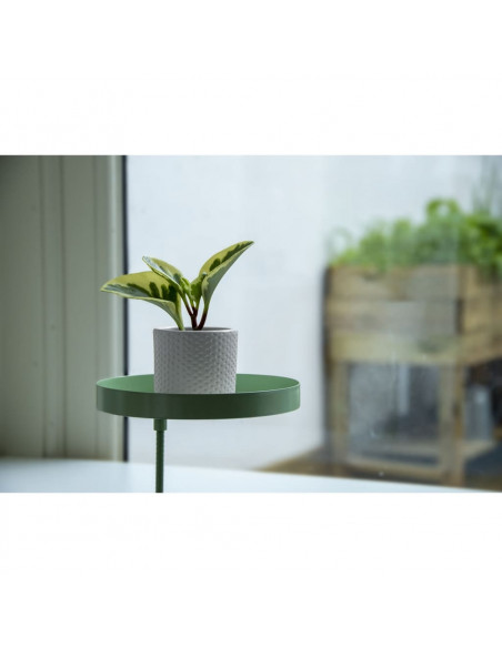 Esschert Design Vassoio per Piante con Morsetto Rotondo Verde M