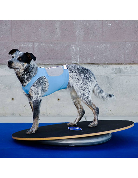 FitPAWS Supporto Anello di Addestramento 63 cm Grigio