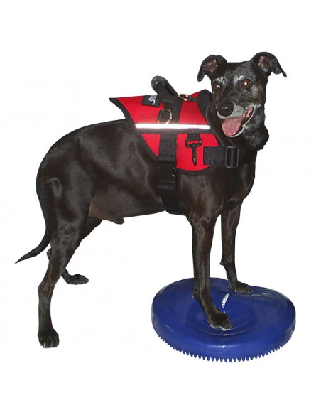FitPAWS Disco per l'Allenamento dell'Equilibrio per Cani 36 cm Blu