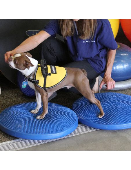 FitPAWS Disco per l'Allenamento dell'Equilibrio per Cani 36 cm Blu