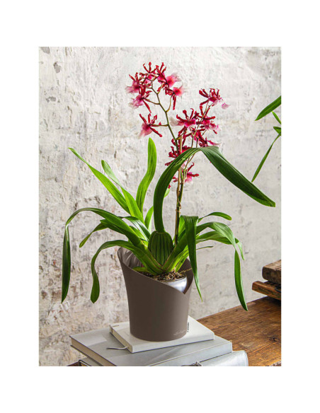 LECHUZA Fioriera ORCHIDEA ALL-IN-ONE Diametro 18 cm Tortora