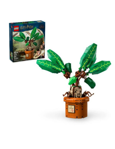 MANDRAGOLA