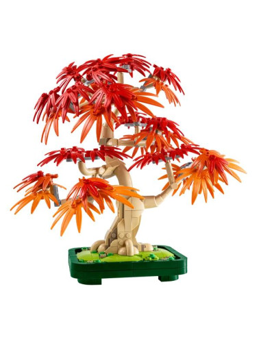 BONSAI DI ACERO ROSSO GIAPPONESE