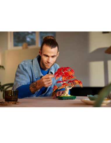 BONSAI DI ACERO ROSSO GIAPPONESE