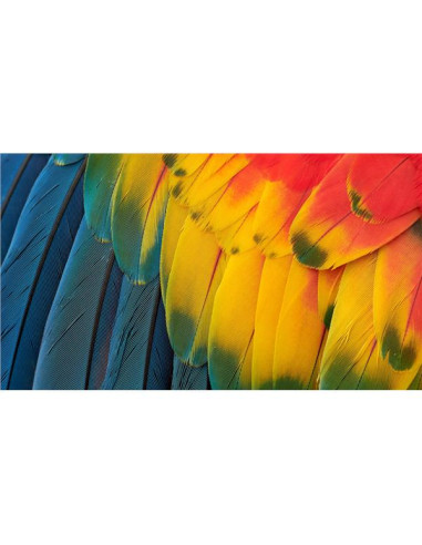 DELL 34 PLUS USB-C MNTR - S3425DW