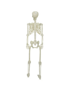 Scheletro di Halloween Regolabile Bianco 155 x 38.5 cm Plastica