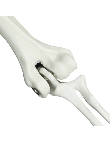 Scheletro di Halloween Bianco 20 x 10 x 9.5 cm Plastica