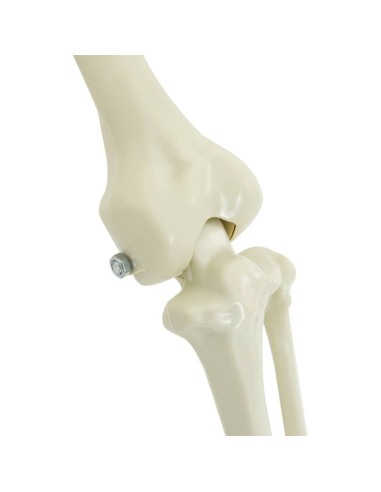 Decorazione Halloween: scheletro con cane 2 pcs Bianco 155 cm