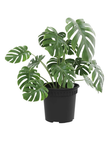 Vaso Rotondo per Fiori 6 pcs Nero Ø 15 x 12 cm Plastica