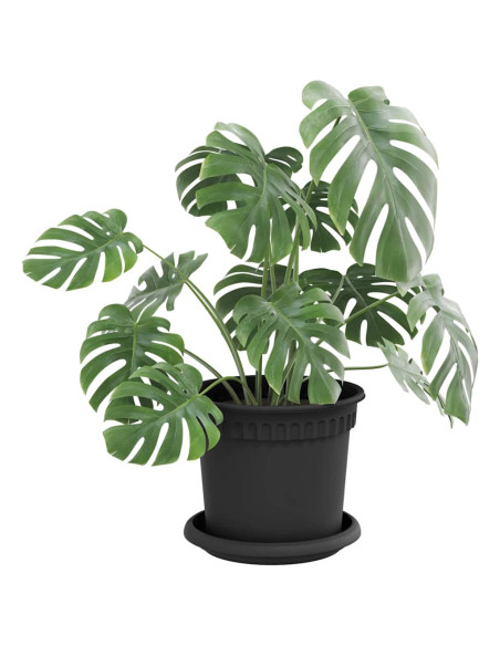 Vassoio Rotondo per Fiori 6 pcs Nero Ø 15,5 x 2 cm Plastica