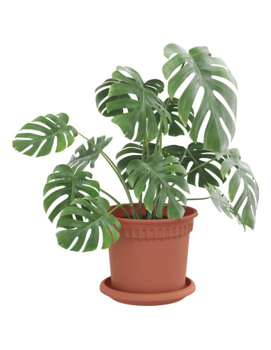 Vassoio Rotondo per Fiori 24 pcs Rosso Mattone Ø 14 x 2 cm