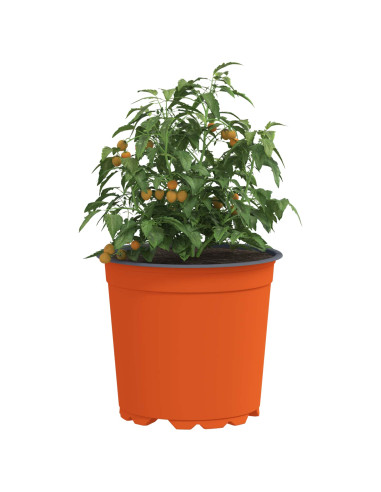 Vaso per Fiori 50 pcs Ceramica Ø 15 x 13 cm Plastica