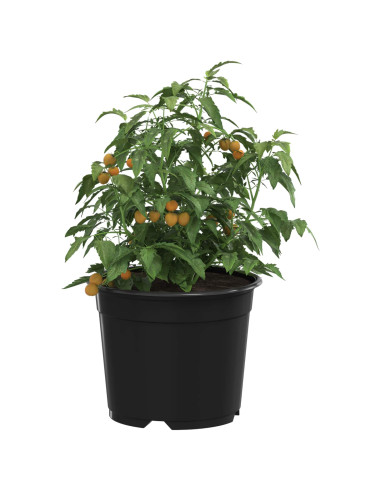 Vaso per Fiori 100 pcs Nero Ø 15 x 12.5 cm Plastica