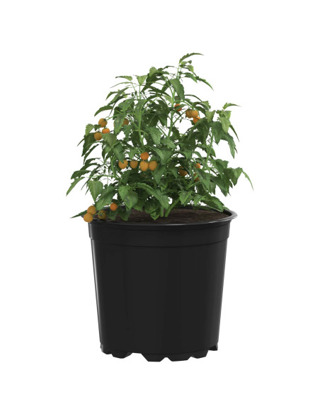 Vaso per Fiori 200 pcs Nero Ø 15 x 13 cm Plastica