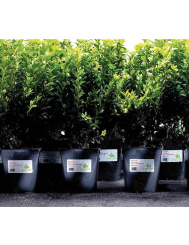 ETICH. POLIESTERE BIANCO 45.7X21.2