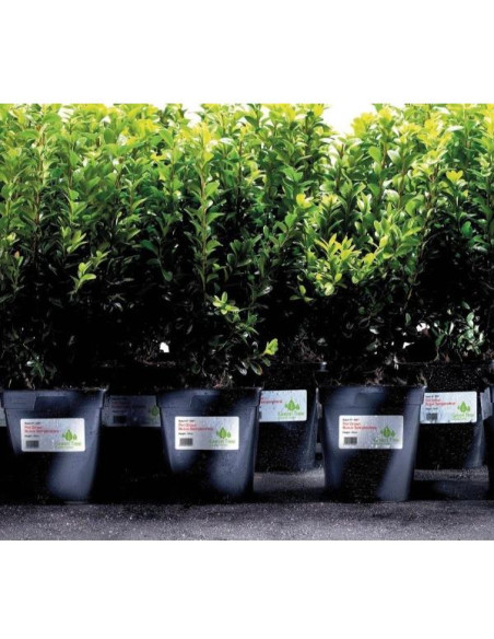 ETICH. POLIESTERE BIANCO 45.7X21.2