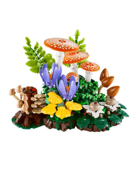 FUNGHI DEL BOSCO